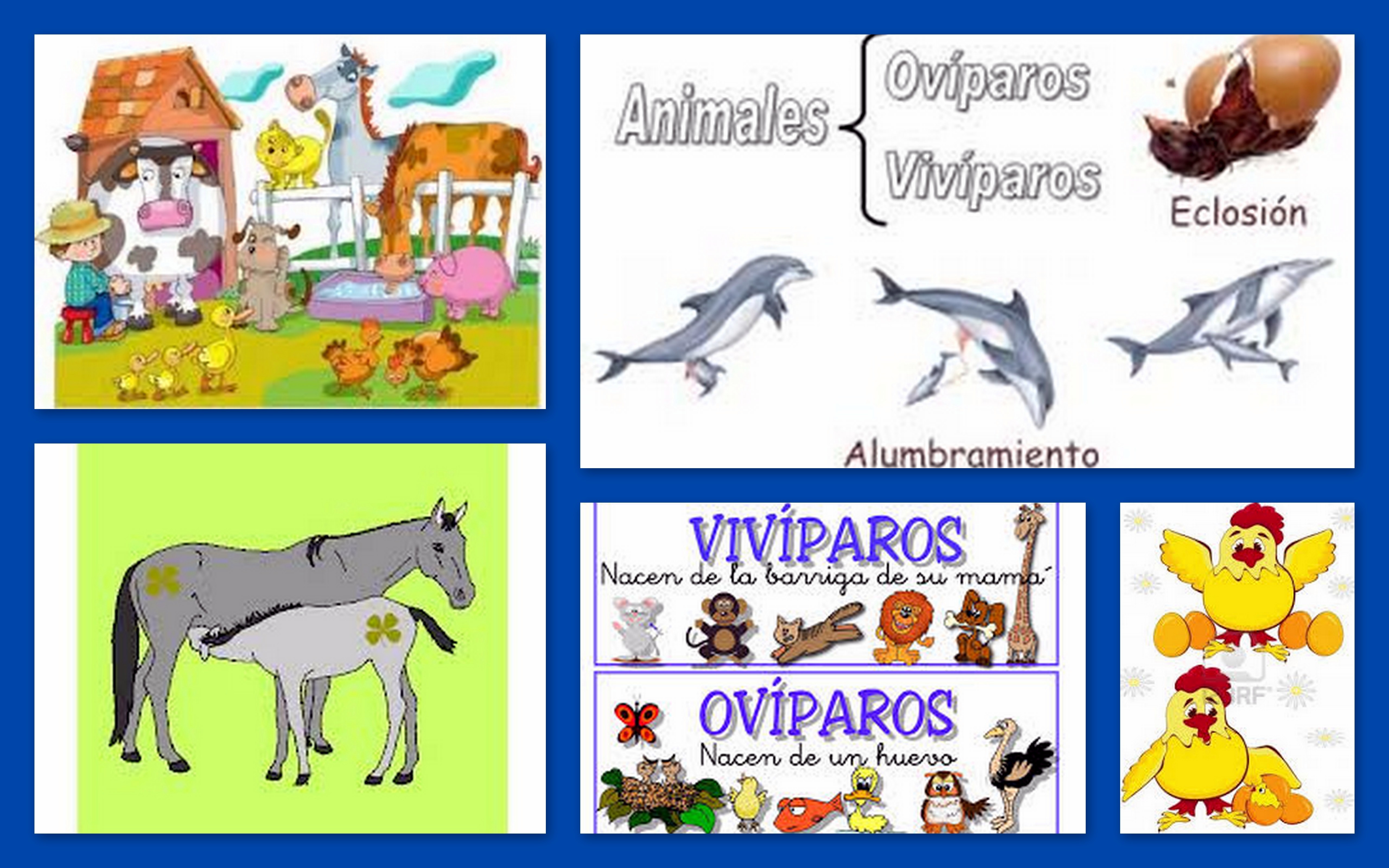 Imagenes Animales Viviparos Y Oviparos